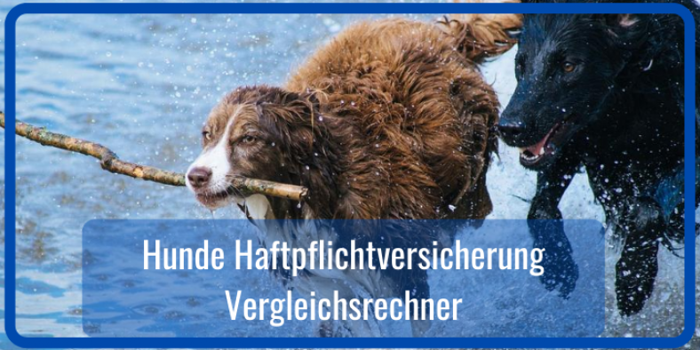 Hunde Haftpflichtversicherung Vergleich