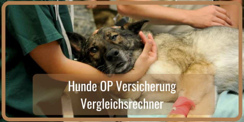 Hunde OP Versicherung Vergleich