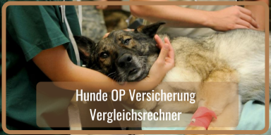 Hunde OP Versicherung vergleichen