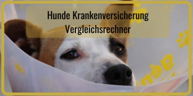 Hunde Krankenversicherung vergleichen