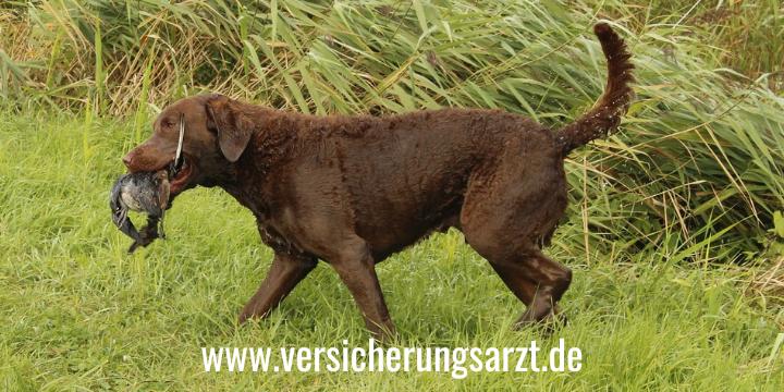 Jagdhund kostenlos versichert in Jagdhaftpflichtversicherung