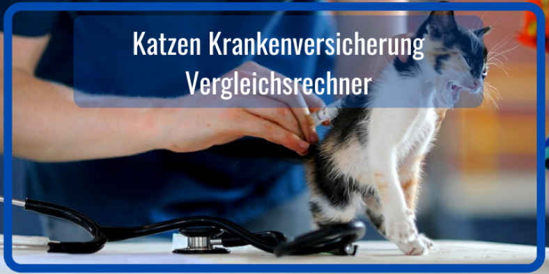 Krankenversicherung Katze Vergleichsrechner